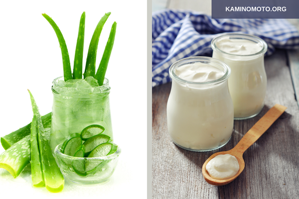 Hướng dẫn cách ủ tóc bằng nha đam và sữa chua